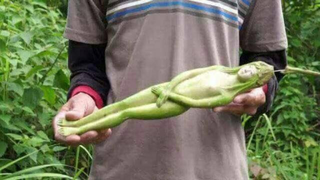 Người ta khẳng định rằng loài cây kỳ lạ này chỉ nở hoa một lần trong 20 năm. Những hình ảnh được chia sẻ trên mạng xã hội cho thấy loại quả này có dáng hình vô cùng hoàn hảo, đến cả những chi tiết nhỏ nhất như mắt, mũi, miệng hay các kẽ tay đều giống con người một cách kỳ lạ. Vậy nên, dù chưa một lần được "mắt thấy tai nghe", nhiều người dân đã vội tin đó là một thứ trái cây linh thiêng.