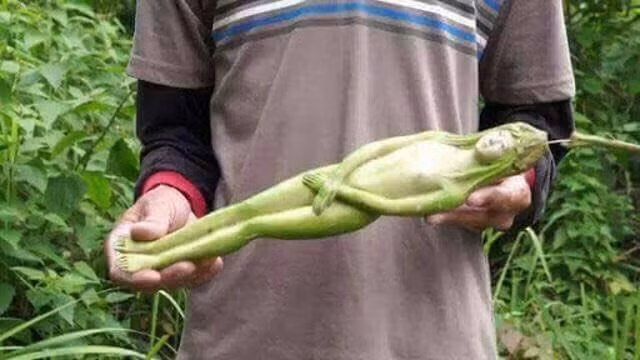 Người ta khẳng định rằng loài cây kỳ lạ này chỉ nở hoa một lần trong 20 năm. Những hình ảnh được chia sẻ trên mạng xã hội cho thấy loại quả này có dáng hình vô cùng hoàn hảo, đến cả những chi tiết nhỏ nhất như mắt, mũi, miệng hay các kẽ tay đều giống con người một cách kỳ lạ. Vậy nên, dù chưa một lần được "mắt thấy tai nghe", nhiều người dân đã vội tin đó là một thứ trái cây linh thiêng.