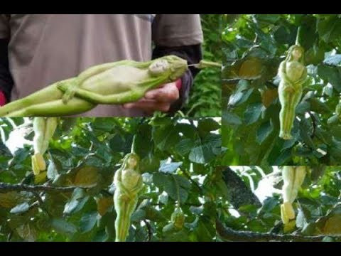 Tuy nhiên, khi vợ Vessantara vào rừng hái quả, bà thường xuyên bị các Phật tử chưa thoát được trần tục trêu ghẹo. Biết được điều này, Đức Phật đã tạo ra cây Nariphon. Cây mọc ra quả có hình thù những cô gái vô cùng xinh đẹp đánh lạc hướng những Phật tử kia để vợ Vessantara có thể đi tìm thức ăn về cho chồng con.