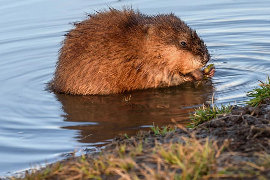 Khác với các loài chuột thông thường, chuột xạ hương chủ yếu sống dưới nước. Tuy nhiên, chuột xạ hương không hề có mùi hôi do cơ thể chúng chứa một tuyến xạ hương có mùi thơm rất đặc trưng