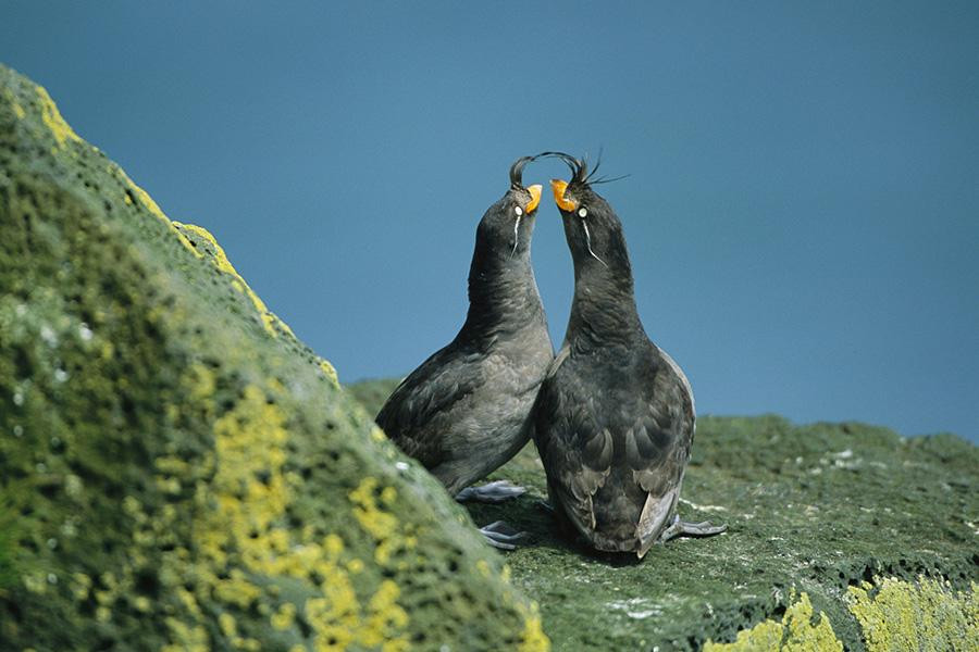 Cả con đực và con cái đều có mùi, nhưng mùi ở con đực nồng nặc và đặc trưng hơn, thể hiện sự chủ động của phái mạnh. Mùi của chúng giống như mùi vỏ cam vỏ quýt, được tiết qua lớp lông cổ