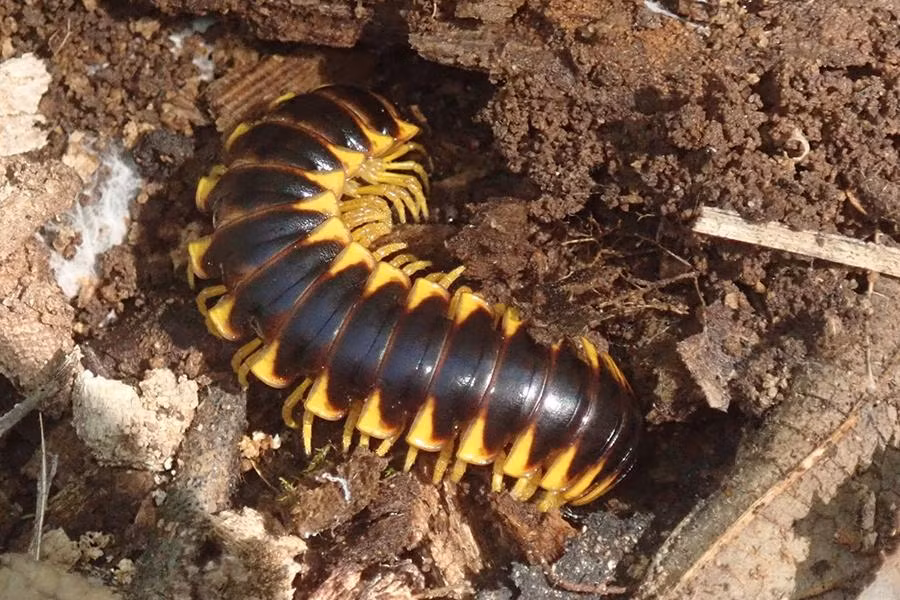 Chất lỏng này có mùi hương ngọt ngào như mùi cola dâu, nhưng lại vô cùng độc hại vì khi tiếp xúc với mắt có thể gây mù mắt