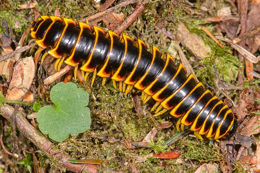 Rết khổng lồ (Apheloria virginiensis) là loài động vật sinh sống chủ yếu ở Bắc Mỹ, có chiều dài lên tới 40 cm, thân đen pha với các vằn cam, vàng nổi bật