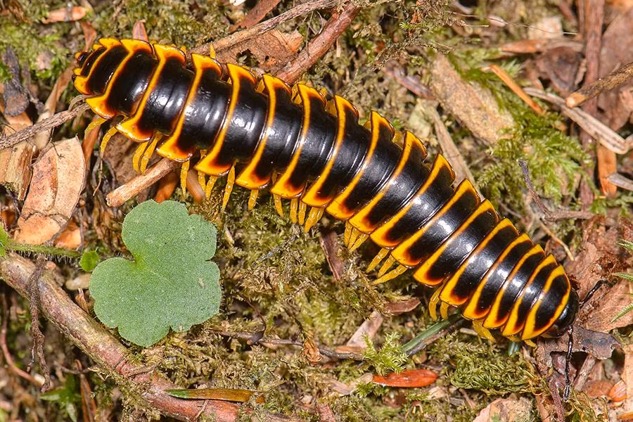 Rết khổng lồ (Apheloria virginiensis) là loài động vật sinh sống chủ yếu ở Bắc Mỹ, có chiều dài lên tới 40 cm, thân đen pha với các vằn cam, vàng nổi bật