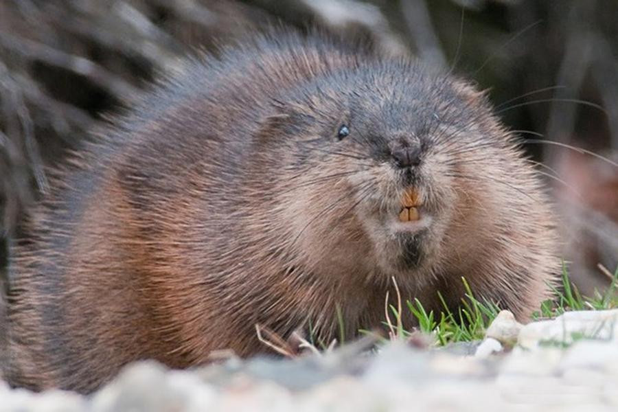 Chuột xạ hương có tên khoa học là Ondatra zibethicus. Đây là loài gặm nhấm có nguồn gốc từ Bắc Mỹ, sau được du nhập vào nhiều khu vực của châu Âu, châu Á, và Nam Mỹ