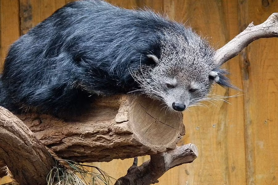 Thông thường các loài cầy đều phát ra mùi hôi nhưng riêng cầy mực lại có mùi thơm rất đặc trưng. Nguyên nhân là bởi, trong nước tiểu của chúng có chứa hợp chất 2-AP có mùi hương tựa như bắp rang bơ