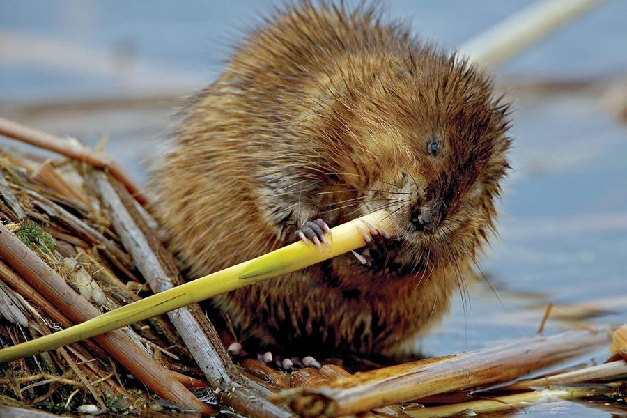 Khi đến mùa sinh sản, tuyến xạ dưới bụng của chuột xạ hương sẽ trướng lên, sản sinh ra một dung dịch lỏng có màu vàng, mùi thơm nồng. Đặc biệt, chất lỏng này có ở cả con đực và con cái, có tác dụng để thu hút bạn tình