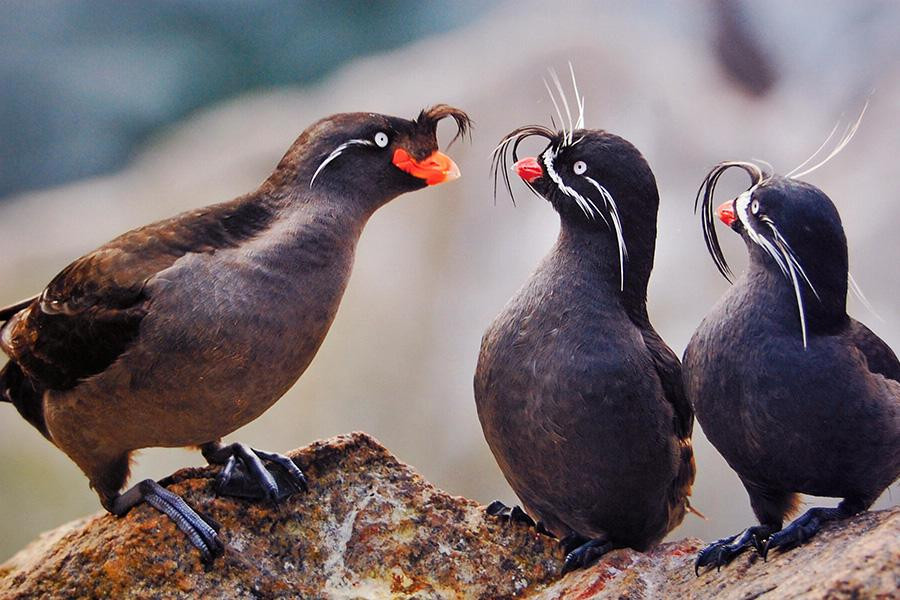 Không chỉ giúp tìm kiếm bạn tình, các nhà khoa học cho rằng mùi thơm này còn giúp chim giảm Aethia cristatella giảm bớt phần nào tác động của những loài ký sinh trên cơ thể như ve hay muỗi