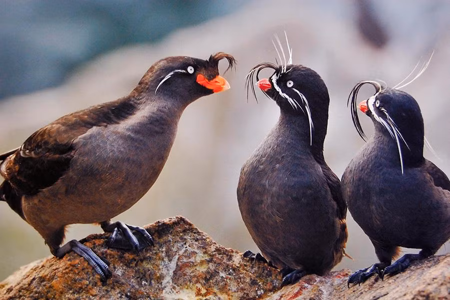 Không chỉ giúp tìm kiếm bạn tình, các nhà khoa học cho rằng mùi thơm này còn giúp chim giảm Aethia cristatella giảm bớt phần nào tác động của những loài ký sinh trên cơ thể như ve hay muỗi