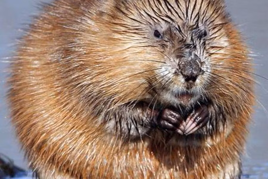 Đặc điểm của loài này bộ lông dày màu nâu, cơ thể tròn với khuôn mặt dài, chân sau có màng bơi và chân trước nhỏ dùng để đào