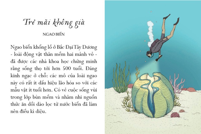 Chuyện thật như đùa, những chú ngao tưởng tầm thường dường như đã tinh tường công thức đánh bại sự lão hóa. Ngao biển khổng lồ ở Bắc Đại Tây Dương - loài động vật thân mềm hai mảnh vỏ - đã được các nhà khoa học chứng minh rằng sống thọ tới hơn 500 tuổi. Đáng kinh ngạc ở chỗ các mô của loài ngao này có rất ít dấu hiệu lão hóa so với các mẫu vật ít tuổi hơn. Bí quyết của chúng là gì? Có vẻ cuộc sống vùi trong lớp bùn mềm và nhâm nhi nguồn thức ăn dồi dào lọc từ nước biển đã làm nên điều kỳ diệu.