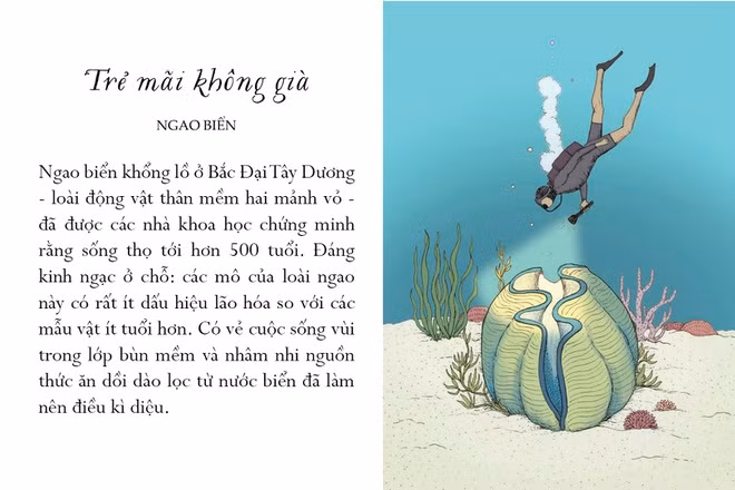 Chuyện thật như đùa, những chú ngao tưởng tầm thường dường như đã tinh tường công thức đánh bại sự lão hóa. Ngao biển khổng lồ ở Bắc Đại Tây Dương - loài động vật thân mềm hai mảnh vỏ - đã được các nhà khoa học chứng minh rằng sống thọ tới hơn 500 tuổi. Đáng kinh ngạc ở chỗ các mô của loài ngao này có rất ít dấu hiệu lão hóa so với các mẫu vật ít tuổi hơn. Bí quyết của chúng là gì? Có vẻ cuộc sống vùi trong lớp bùn mềm và nhâm nhi nguồn thức ăn dồi dào lọc từ nước biển đã làm nên điều kỳ diệu.