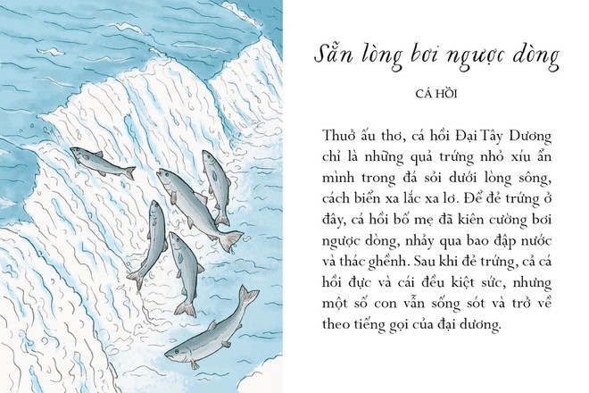 Cá hồi không giống các loài cá khác ở biển. Phần lớn thời gian chúng bơi lội tung tăng ngoài đại dương, nhưng lại chào và lìa đời tại những dòng sông nước ngọt. Thuở ấu thơ, cá hồi Đại Tây Dương chỉ là những quả trứng nhỏ xíu ẩn mình trong đá sỏi dưới lòng sông, cách biển xa lắc xa lơ. Để đẻ trứng ở đây, cá hồi bố mẹ đã kiên cường bơi ngược dòng, nhảy qua bao đập nước và thác ghềnh. Sau khi đẻ trứng, cả cá hồi đực và cái đều kiệt sức, nhưng một số con vẫn sống sót và trở về theo tiếng gọi của đại dương.