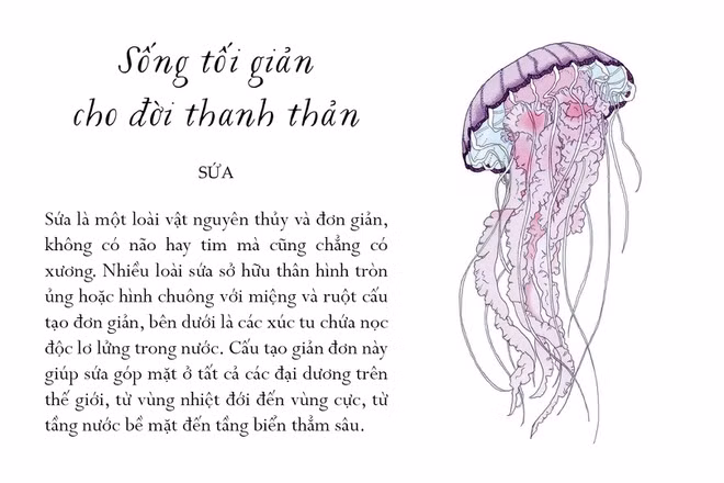 Sứa là một loài vật nguyên thủy và đơn giản, không có não hay tim mà cũng chẳng có xương. Nhiều loài sứa sở hữu thân hình tròn ủng hoặc hình chuông với miệng và ruột cấu tạo đơn giản, bên dưới là các xúc tu chứa nọc độc lơ lửng trong nước. Cấu tạo giản đơn này giúp sứa góp mặt ở tất cả các đại dương trên thế giới, từ vùng nhiệt đới đến vùng cực, từ tầng nước bề mặt đến tầng biển thẳm sâu. Sứa rất đa dạng về hình dáng và trông đẹp mắt, tuy nhiên một số loài có nọc cực độc, tốt nhất là không nên chạm vào.