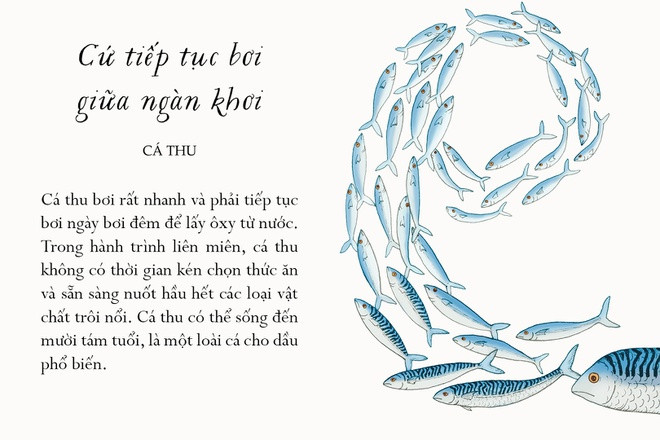 Lưng lốm đốm vệt xanh đen, bụng lấp lánh màu bàng bạc, cá thu là một loài cá rất thu hút, sống thành những đàn khổng lồ lên tới vài chục nghìn con ở tầng nước gần mặt biển. Chúng bơi rất nhanh và phải tiếp tục bơi ngày bơi đêm để lấy oxy từ nước. Trong hành trình liên miên, cá thu không có thời gian kén chọn thức ăn và sẵn sàng nuốt hầu hết loại vật chất trôi nổi. Cá thu có thể sống đến 18 tuổi, là loài cá cho dầu phổ biến.