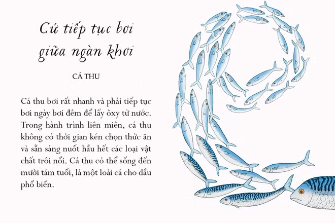 Lưng lốm đốm vệt xanh đen, bụng lấp lánh màu bàng bạc, cá thu là một loài cá rất thu hút, sống thành những đàn khổng lồ lên tới vài chục nghìn con ở tầng nước gần mặt biển. Chúng bơi rất nhanh và phải tiếp tục bơi ngày bơi đêm để lấy oxy từ nước. Trong hành trình liên miên, cá thu không có thời gian kén chọn thức ăn và sẵn sàng nuốt hầu hết loại vật chất trôi nổi. Cá thu có thể sống đến 18 tuổi, là loài cá cho dầu phổ biến.