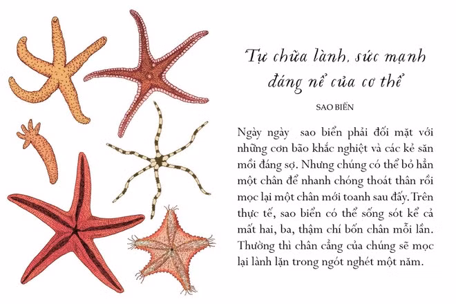 Ẩn sau vẻ thô ráp xù xì, sao biển che giấu khả năng sinh tồn siêu việt. Ngày ngày, chúng phải đối mặt những cơn bão khắc nghiệt và các kẻ săn mồi đáng sợ. Nhưng chúng có thể bỏ hẳn một chân để nhanh chóng thoát thân rồi mọc lại một chân mới toanh sau đấy. Trên thực tế, sao biển có thể sống sót kể cả mất hai, ba, thậm chí bốn chân mỗi lần.Thông thường, chân cẳng của chúng sẽ mọc lại lành lặn trong ngót nghét một năm. Rủi ro và tai nạn có thể thường xuyên xảy ra với chúng ta, và sức mạnh tự hồi phục của cơ thể sau biến cố quả là đáng nể. Chớ để những tổn thương ngăn chúng ta làm những điều mình yêu thích, bạn nhé!
