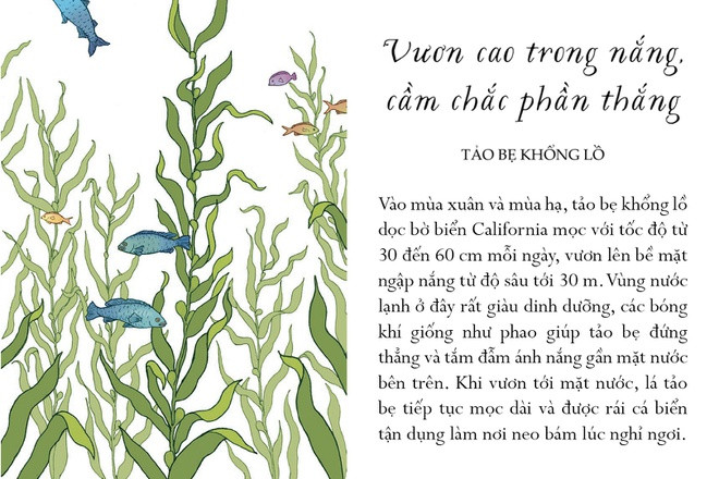 Một số loài tảo biển vươn cao lừng lững như những thân cây mặc dù chúng chỉ sinh trưởng trong một mùa ngắn ngủi. Vào mùa xuân và mùa hạ, tảo bẹ khổng lồ dọc bờ biển California, Mỹ, mọc với tốc độ từ 30 đến 60 cm mỗi ngày, vươn lên bề mặt ngập nắng từ độ sâu tới 30 mét. May mắn thay, vùng nước lạnh ở đây rất giàu dinh dưỡng, các bóng khí giống như phao giúp tảo bẹ đứng thẳng và tắm đẫm ánh nắng gần mặt nước bên trên. Khi vươn tới mặt nước, lá tảo bẹ tiếp tục mọc dài và được rái cá biển tận dụng làm nơi neo bám lúc nghỉ ngơi.