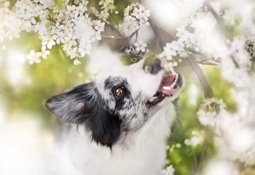 Trong hai năm tới những người tuổi Tuất làm nghề kinh doanh có thể sẽ gặt hái được nhiều khoản tiền lớn. Bởi, họ có quý nhân giúp đỡ làm gì cũng thuận lợi, khiến cuộc sống vô cùng thăng hoa.