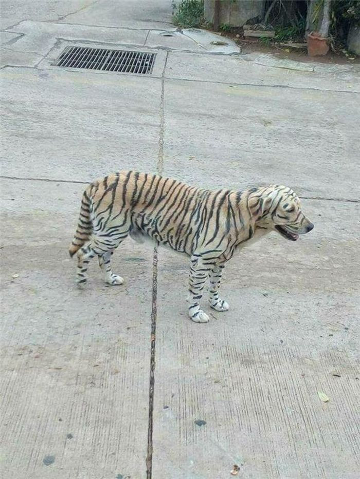 "Hổ bạch tạng" phiên bản thú cưng.