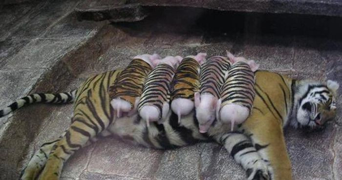 Nhưng dù thế nào thì các chú chó ở trên cũng thua xa màn cosplay của những chú heo này.