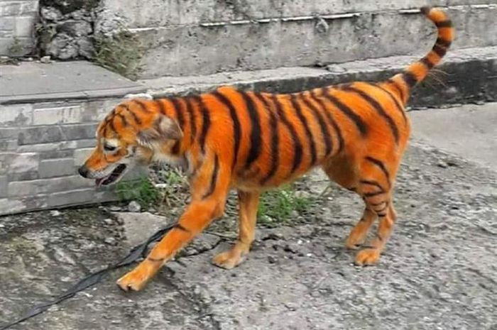 Hình ảnh có thể khiến nhiều người qua đường hú hồn vì ngỡ gặp phải hổ.