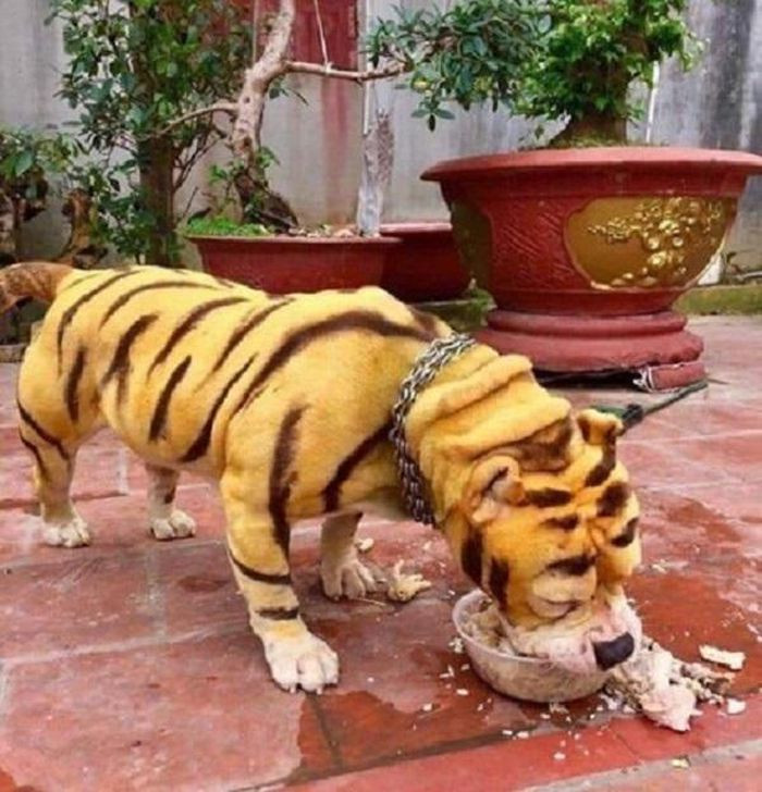 Hổ vằn lai chó mặt xệ?