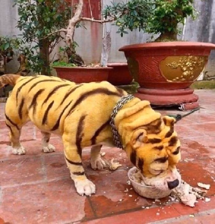 Hổ vằn lai chó mặt xệ?