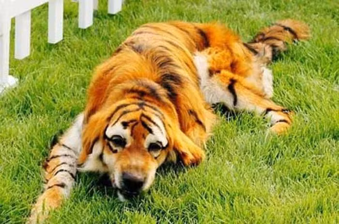 Phút giây nghỉ ngơi của chú "hổ lai chó".