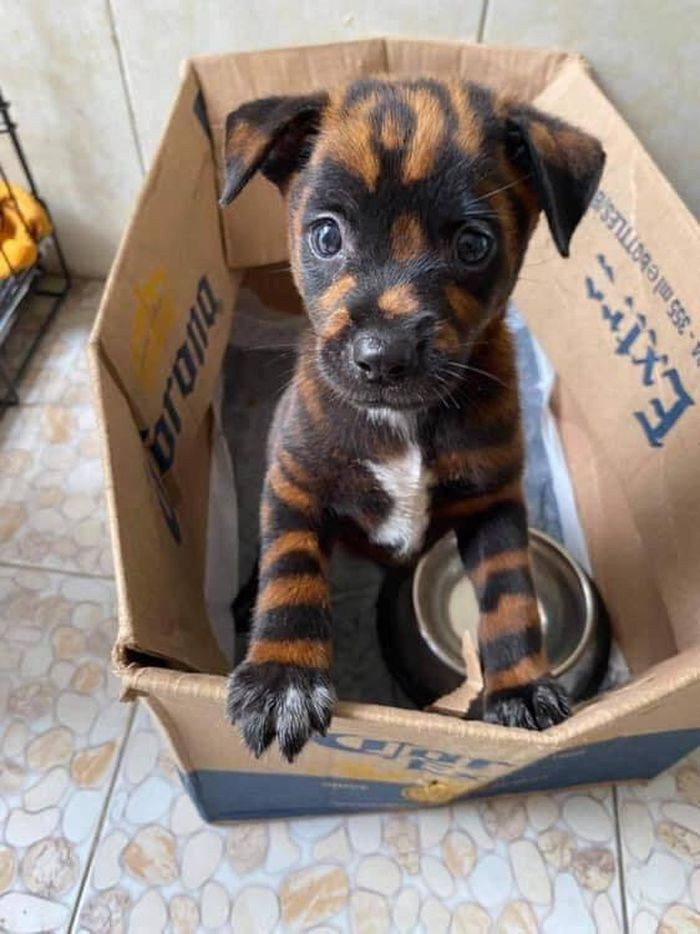 Chú cún cưng "lai" hổ vằn độc đáo.