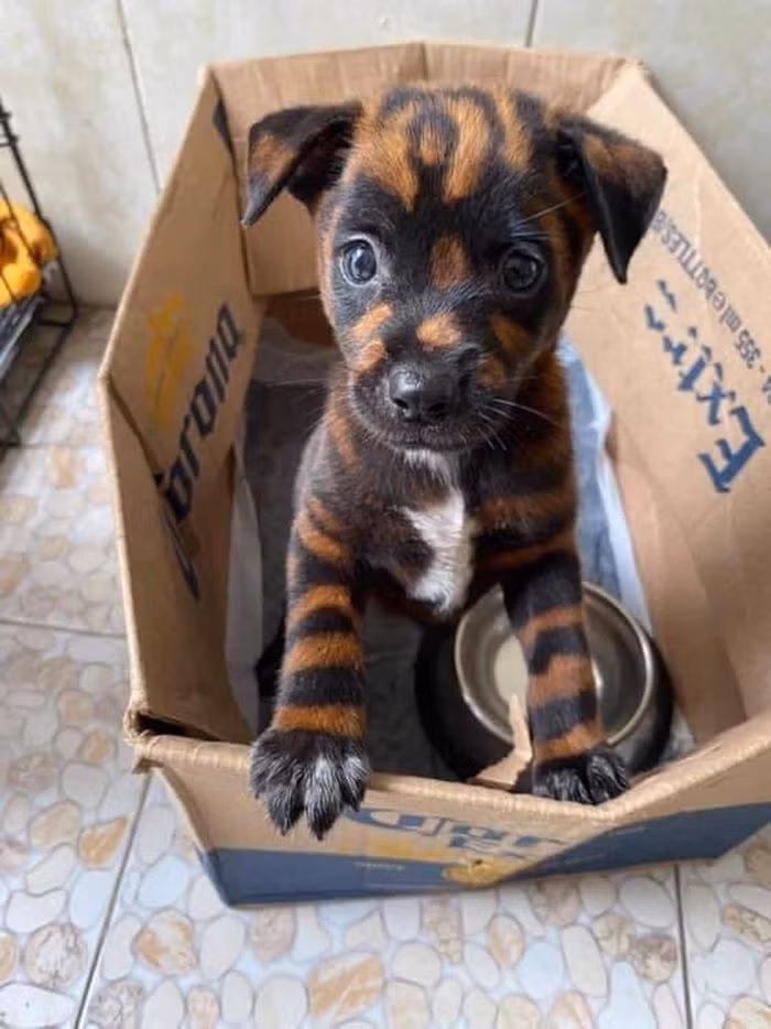 Chú cún cưng "lai" hổ vằn độc đáo.