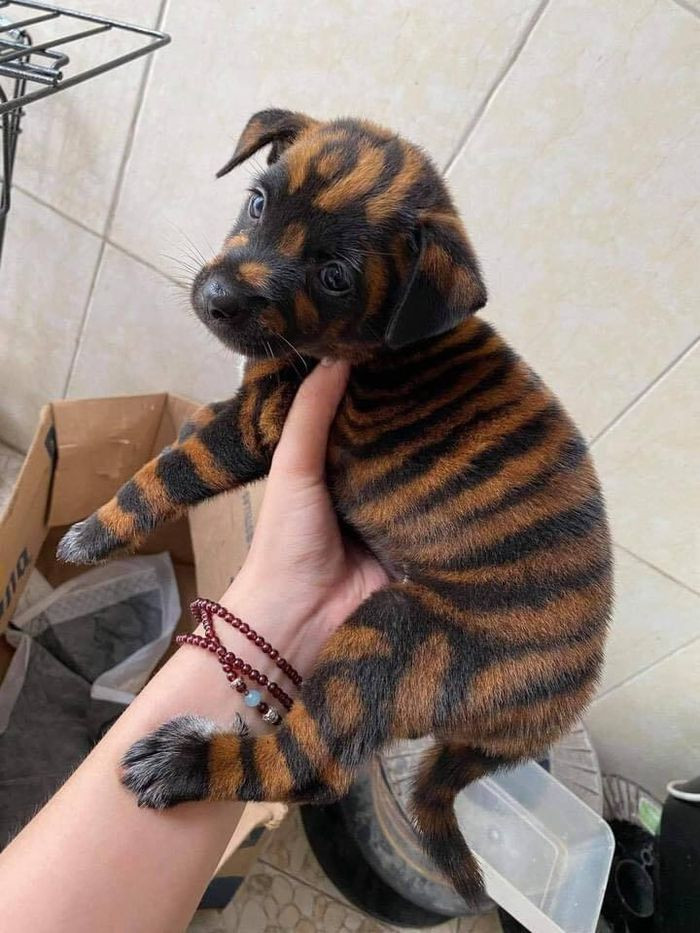 Bộ lông "uy tín" không nhuộm tẩy nhé!