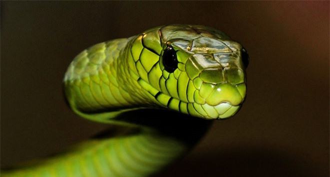 Trong khi đó, người làm kinh doanh cũng tìm được hướng đi mới cho công việc kinh doanh cũng như đầu ra cho sản phẩm của mình. Trải qua nhiều khó khăn, thất bại, người tuổi Tỵ sẽ đạt được mục tiêu mà mình hướng đến.