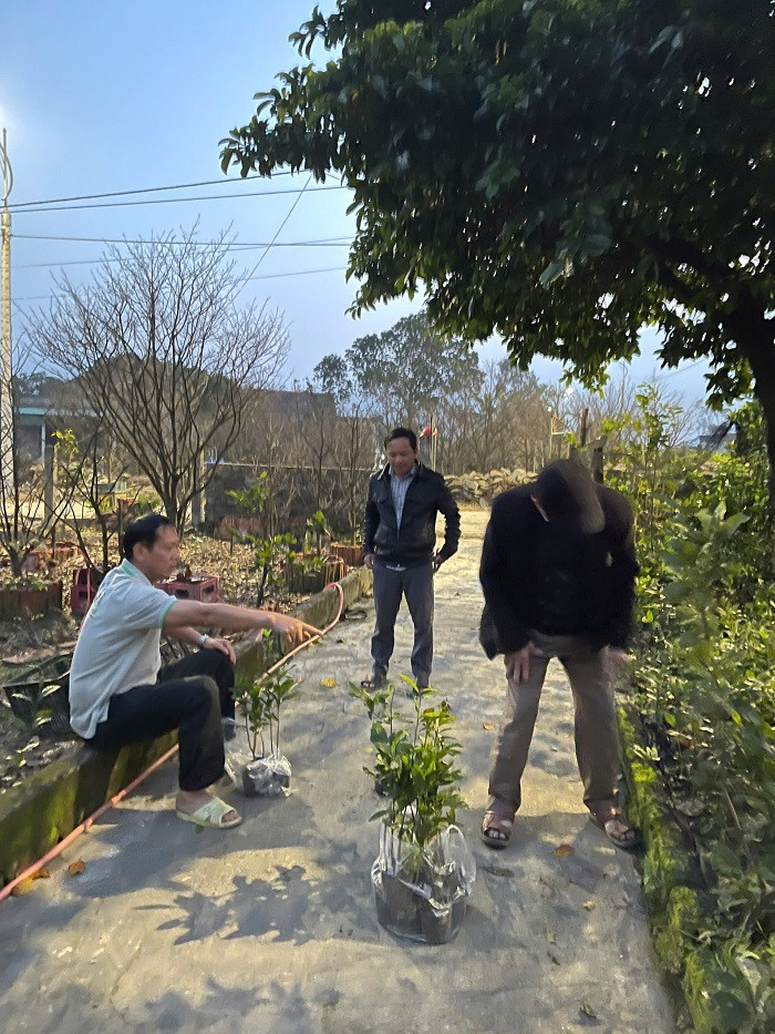 Ngoài việc bán cây mai vàng chưng Tết, các nhà vườn còn tấp nập khách tới mua mai giống về trồng.