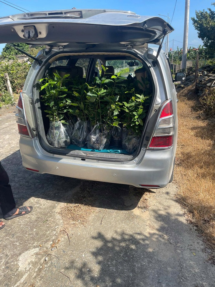 Để ươm được những lứa cây giống chất lượng tốt, các nhà vườn cũng “bật mí” khâu then chốt là phải lấy hạt làm giống từ các cây mai mẹ có nhiều điểm mạnh nhất trong vườn như: sinh trưởng tốt, ít sâu hại, nhiều hoa và nở hoa lớn, màu sắc tươi đẹp. Hạt mai được chọn làm giống phải là hạt đã chuyển từ màu xanh lá sang màu đen sẫm (hạt già), không bị sâu bệnh.