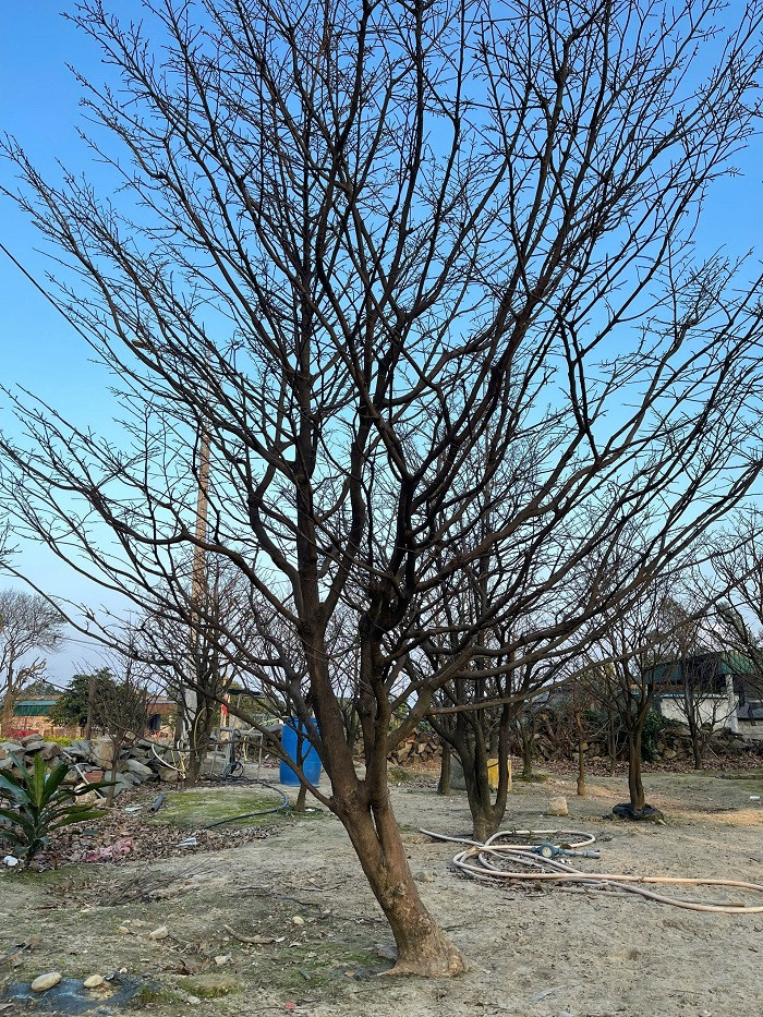 Mai vàng Kỳ Nam từ lâu đã có uy tín và thương hiệu trên thị trường. Những gốc lâu năm có giá 10 - 170 triệu đồng/cây. Bình quân cây ra hoa năm thứ hai có tán cân đối giá từ 5 - 8 triệu đồng, cây nhỏ giá trên 2 triệu đồng/cây.