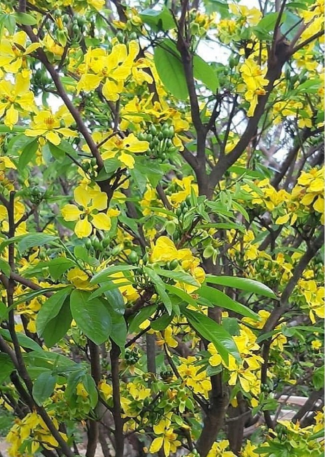 Dịp Tết đến xuân về, trong số các cây trồng chủ lực của người dân thị xã Kỳ Anh, cây mai vàng Kỳ Nam trở thành biểu tượng cho sức sống mãnh liệt, sự may mắn, bình an, ấm no.