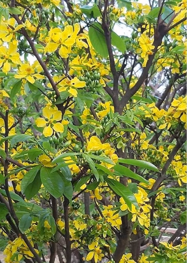 Dịp Tết đến xuân về, trong số các cây trồng chủ lực của người dân thị xã Kỳ Anh, cây mai vàng Kỳ Nam trở thành biểu tượng cho sức sống mãnh liệt, sự may mắn, bình an, ấm no.