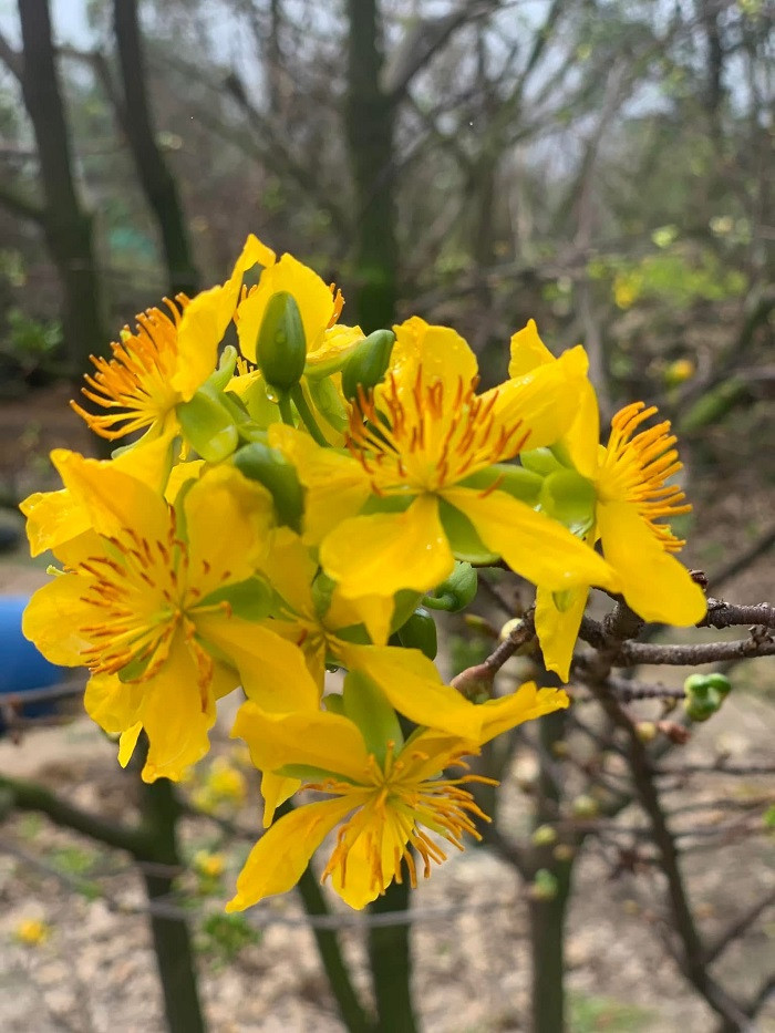 Xã Kỳ Nam nằm giáp biển và dãy núi Hoành Sơn, từ lâu nay đã được biết đến là vùng trồng mai vàng 5 cánh phục vụ Tết Nguyên đán nổi tiếng và lớn nhất ở Hà Tĩnh.