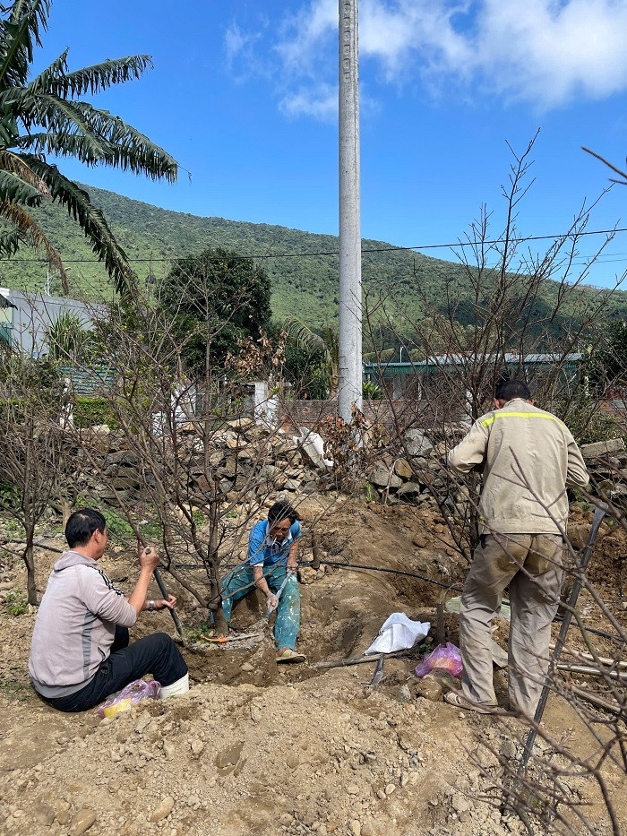 Vườn mai của ông Nguyễn Kim Nam đang tất bật cho người đào gốc để bán cho thương lái.