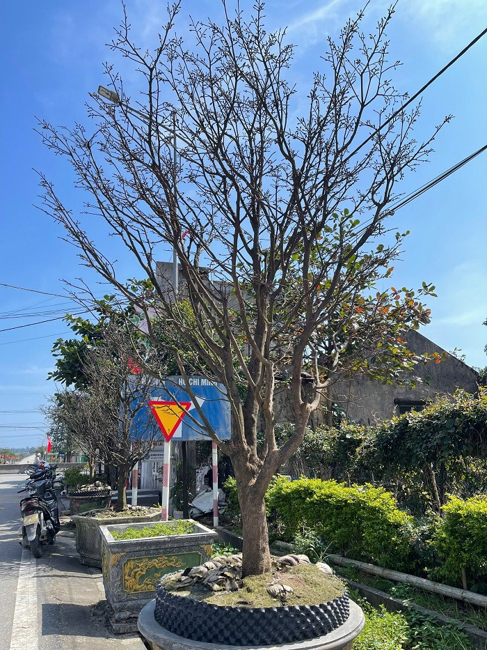 Xã Kỳ Nam hiện có 153 hộ dân trồng mai, tổng diện tích gần 7,5ha, với khoảng 37.000 cây. Dự tính, số lượng mai Kỳ Nam cung ứng ra thị trường tết Ất Tỵ 2025 đạt khoảng hơn 3.000 gốc. Cây mai bản địa đã giúp cho rất nhiều hộ dân ở Kỳ Nam vươn lên thoát nghèo, trở thành "triệu phú" nhờ trồng mai vàng.