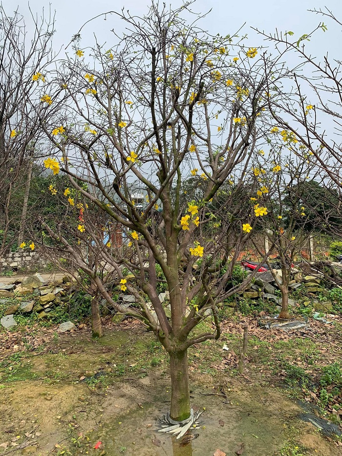 Người trồng mai cho biết, để cây có đủ dinh dưỡng làm nụ, đảm bảo hoa nhiều, đều, mập, đẹp thì cần lựa chọn thời gian phù hợp để tuốt bỏ toàn bộ lá cây. Việc tuốt lá mai bằng tay phải rất cẩn thận, nhất là không được tuốt lá thẳng từ trên xuống, làm như vậy sẽ tổn thương đến mầm nụ hoa.