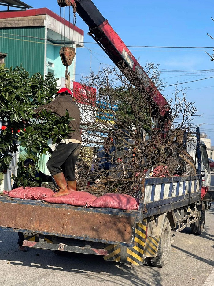 Theo kinh nghiệm trồng mai lâu năm, ông Nguyễn Kim Nam chủ vườn mai "cổ thụ" ở Kỳ Nam cho biết, để mai nở đúng Tết, từ tháng 10 phải cung cấp nước đầy đủ, nếu thiếu nước thì mai rụng lá dẫn đến nở sớm. Thời tiết cũng là yếu tố quan trọng, phải thường xuyên theo dõi diễn biến thời tiết từng ngày để chăm sóc cây cho phù hợp.