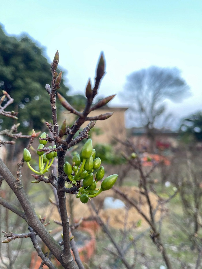 Mai vàng Kỳ Nam có lá to, bầu, dày, màu xanh đậm; hoa 5 cánh mọc thành chùm, hoa vàng đậm, lâu phai, thân cành cứng, màu nâu đậm; khác biệt so với các loài mai ở vùng khác - lá nhỏ, mỏng, xanh ánh vàng, cành nâu nhạt, chủ yếu hoa đơn. Mai vàng Kỳ Nam có khả năng chịu úng, chịu hạn cao nên rất được người dân ưa chuộng...