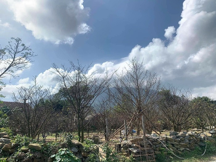 Bình quân mỗi năm, nghề trồng mai đem lại thu nhập từ 100 - 300 triệu đồng/hộ trồng trên 100 gốc và 30 - 50 triệu đồng/hộ trồng dưới 100 gốc. Cá biệt, có những vườn mai thế độc, lạ, trồng lâu năm có giá trị hàng tỷ đồng.