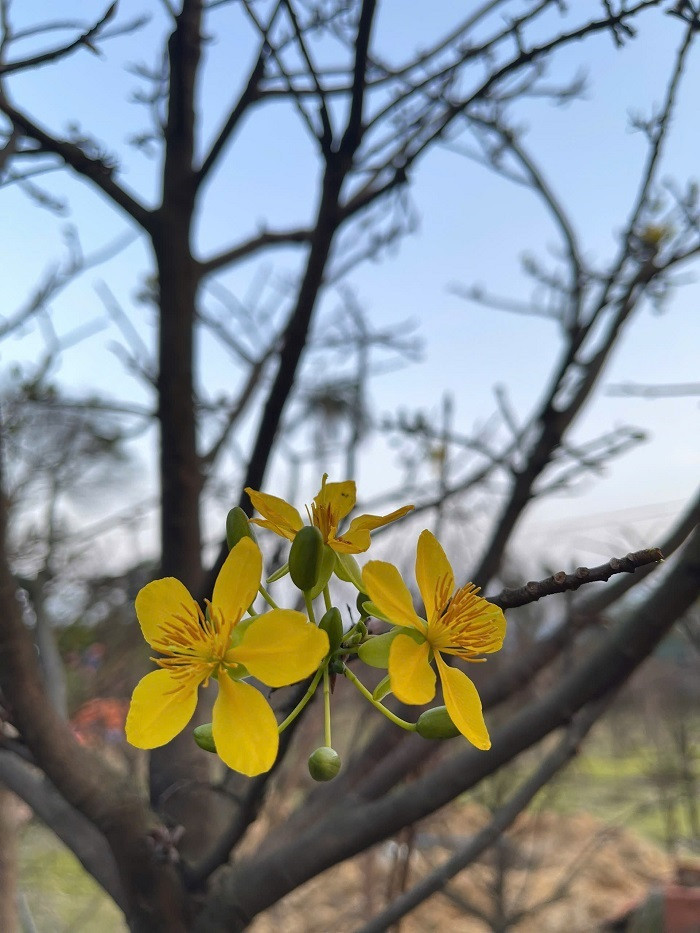 Mai vàng 5 cánh được yêu thích bởi vẻ đẹp hoang sơ, thanh thoát, có mùi thơm dịu nhẹ. Cây mai đã đưa lại nguồn thu nhập lớn, giúp vùng quê nghèo ngày nào khởi sắc, thay da đổi thịt.