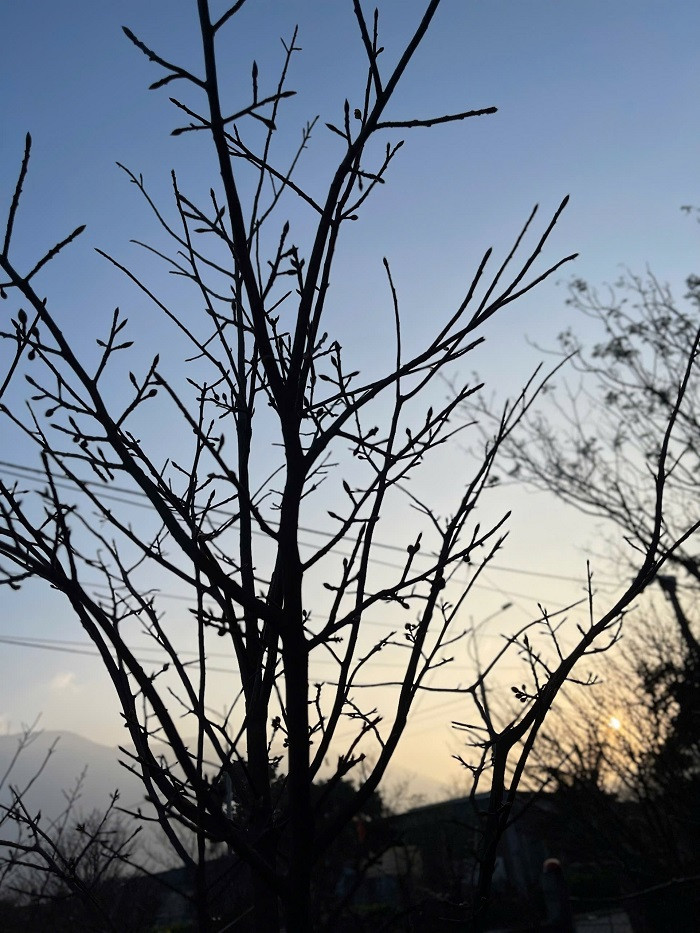 Để bảo hộ cho cây mai Kỳ Nam phát triển bền vững, ngoài các chính sách hỗ trợ trồng mới, Sở Khoa học và Công nghệ Hà Tĩnh đang tạo lập chỉ dẫn địa lý “Kỳ Nam” cho sản phẩm cây mai vàng của thị xã Kỳ Anh để đồng hành và hỗ trợ người dân trong việc áp dụng công cụ sở hữu trí tuệ vào sản xuất, kinh doanh.