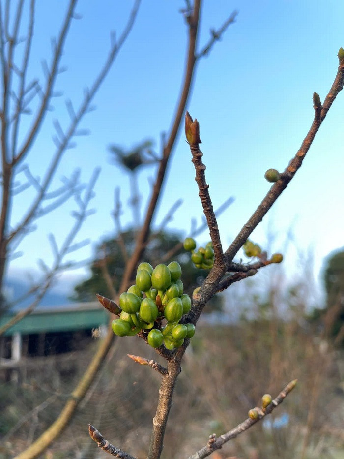 Từ năm 2022, Sở Khoa học và Công nghệ Hà Tĩnh hỗ trợ thực hiện dự án “Ứng dụng tiến bộ khoa học kỹ thuật xây dựng mô hình phát triển cây mai vàng thị xã Kỳ Anh theo hướng hàng hóa” thì người trồng mai Kỳ Nam mới làm chủ được việc kéo dài tuổi thọ cho cây, hạn chế phun thuốc bảo vệ thực vật và “canh” hoa nở đúng dịp Tết.