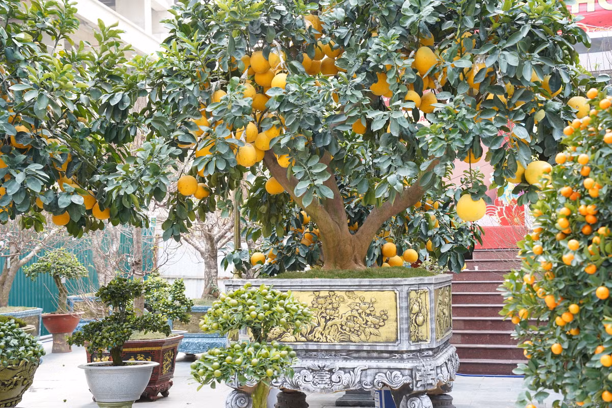 Những cây bưởi Diễn trĩu quả, với cành lá sum suê, được bày bán dọc vỉa hè đường Lê Nin để phục vụ khách chơi Tết Ất Tỵ 2025.