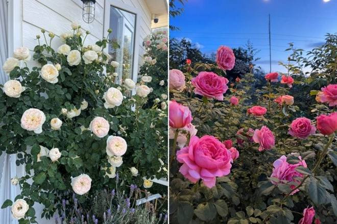 Chàng trai bỏ TP.HCM lên Đà Lạt trồng vườn hoa hồng 2.000m2 - Hình 12 Chang trai bo TP.HCM len Da Lat trong vuon hoa hong 2.000m2-Hinh-12